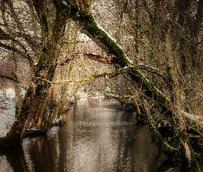 Drzewa, Śnieg, Las, Rzeka, Zima