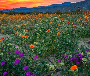 Kalifornia, Wzgórza, Anza Borrego Desert, Stany Zjednoczone, Kwiaty, Park stanowy, Łąka