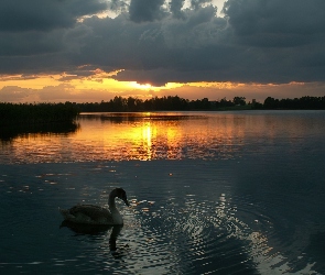 Łabędź, Słońca, Zachód, Jezioro