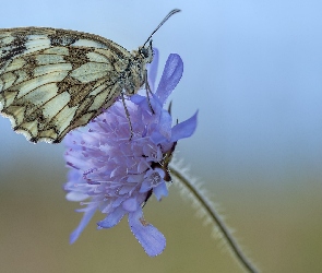 Świerzbnica polna, Kwiat, Motyl, Polowiec szachownica