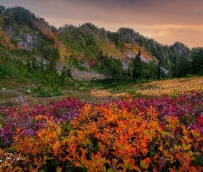 Drzewa, Kolorowe, Stany Zjednoczone, Basin Lake, Rośliny, Jesień, Waszyngton, Kamienie, Góry, Park Narodowy Olympic, Jezioro