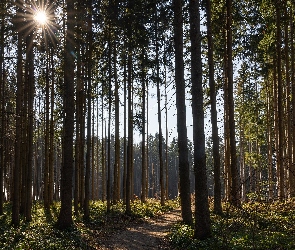 Wysokie, Ścieżka, Promienie słońca, Drzewa, Las