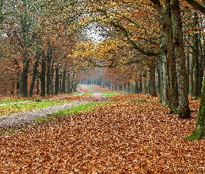 Liście, Jesień, Ścieżka, Drzewa, Opadłe