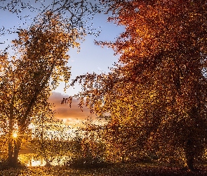 Jesień, Drzewa, Promienie słońca, Drzewa, Park