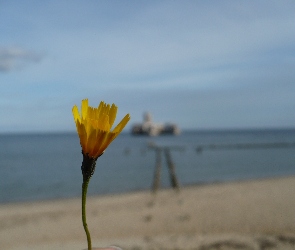Żółty, Morze, Plaża, Kwiatek