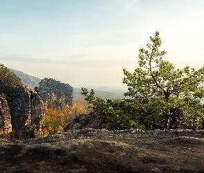 Park Narodowy Saskiej Szwajcarii, Góry Połabskie, Skały, Niemcy, Sosna, Jesień, Drzewo