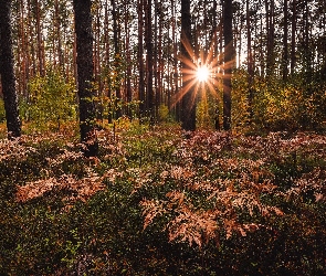 Promienie słońca, Paprocie, Jkesień, Las