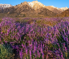 Stany Zjednoczone, Stan Kalifornia, Łubin, Kwiaty, Góry, Alabama Hills