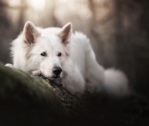 Pies, Biały owczarek szwajcarski, Leżący