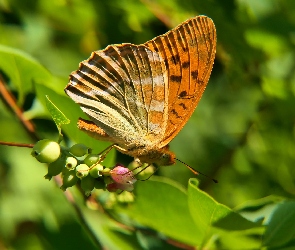 Samiec, Motyl, Perłowiec malinowiec