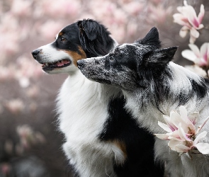 Border collie, Magnolie, Kwiaty, Owczarek australijski, Psy