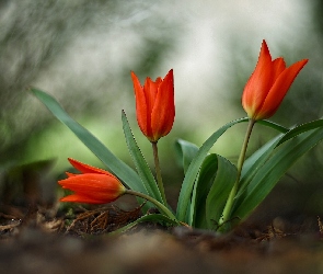 Rozmycie, Tulipany, Kwiaty, Czerwone