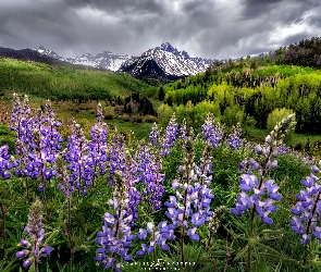 Stan Waszyngton, Łubin, Góry, Stany Zjednoczone, Łąka, Park Narodowy Mount Rainier, Tatoosh Range