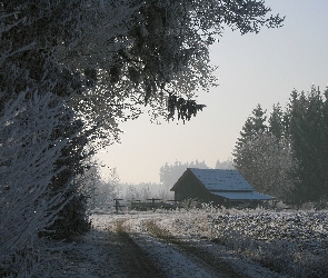 Oszronione, Szopa, Droga, Drzewa, Zima