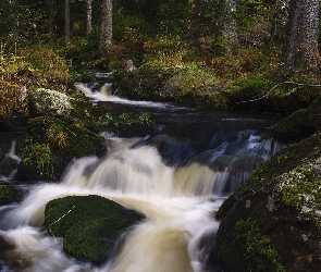 Kamienie, Strumień, Las, Roślinność, Potok, Jesień, Drzewa