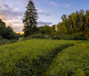 Chmury, Zieleń, Trawa, Lato, Ścieżka, Polana, Drzewa