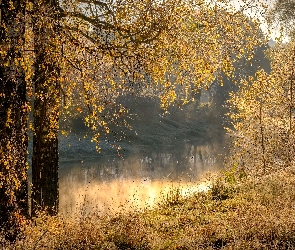 Trawa, Mgła, Rzeka, Jesień, Drzewa, Brzozy