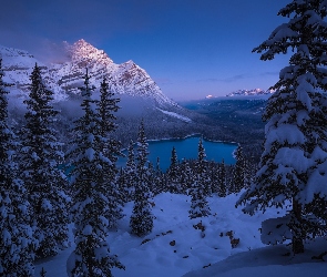 Jezioro, Prowincja Alberta, Kanada, Góry Skaliste, Lake Peyto, Ośnieżone, Świerki, Lasy, Zima, Śnieg, Drzewa, Park Narodowy Banff