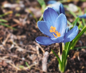 Niebieski, Krokus, Kwiat