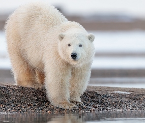 Niedźwiedź polarny, Woda