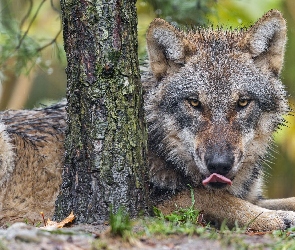 Wilk, Drzewo, Leżący