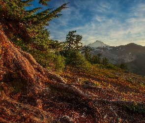 Stan Waszyngton, Jesień, Mount Baker, Stany Zjednoczone, Korzenie, Góry Kaskadowe, Drzewa