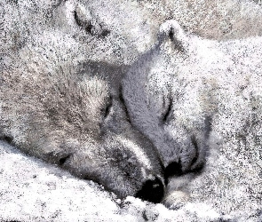 Niedźwiedzie, Polarne