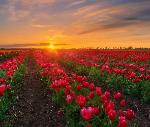 Zachód słońca, Drzewa, Plantacja, Tulipany