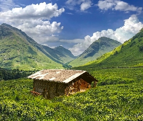 Szopa, Trawa, Drzewa, Krzewy, Góry