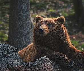 Las, Kamień, Niedźwiedź brunatny, Grizzly