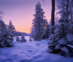 Las, Śnieg, Drzewa, Zima, Pole, Zaspy
