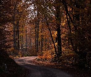 Droga, Drzewa, Pożółkłe, Las, Jesień