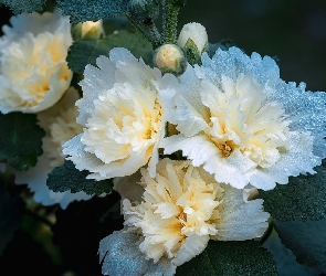 Biała, Malwa Alcea, Kwiat
