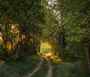 Lato, Zieleń, Drzewa, Las, Ścieżka, Pole