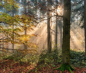 Jesień, Rośliny, Drzewa, Przebijające światło, Las