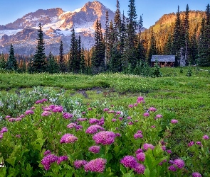 Waszyngton, Łąka, Stany Zjednoczone, Góry, Drzewa, Park Narodowy Mount Rainier, Kwiaty, Domek