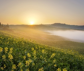 Mgła, Wzgórze, Polana, Promienie słońca, Trawa, Łąka, Kwiaty