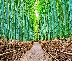 Droga, Bambus, Hawaje, Stany Zjednoczone, Lahaina, Aleja Bambusowa
