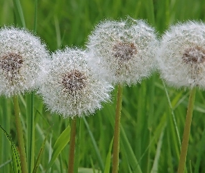 Dmuchawce, Trawa