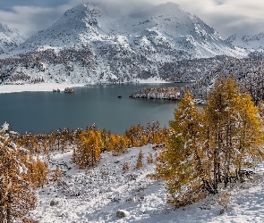 Szwajcaria, Drzewa, Alpi del Bernina, Zima, Las, Góry, Dolina Engadyna, Jezioro Silsersee, Kamienie