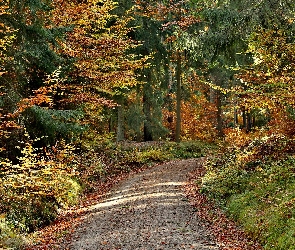 Droga, Jesień, Drzewa, Pożółkłe, Las