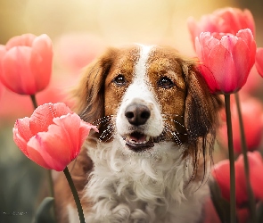 Płochacz holenderski, Tulipany, Pies