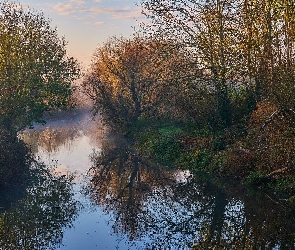 Odbicie, Krzewy, Rzeka, Drzewa