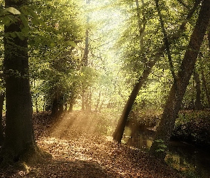 Rzeka, Przebijające światło, Las, Drzewa