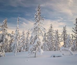 Śnieg, Ośnieżone, Drzewa, Niebo, Zima