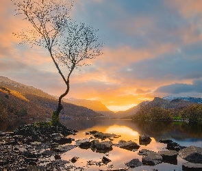 Walia, Zachód słońca, Góry, Chmury, Drzewo, Snowdonia, Jezioro, Llyn Padarn, Kamienie
