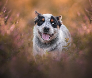 Szczeniak, Australian cattle dog, Pies