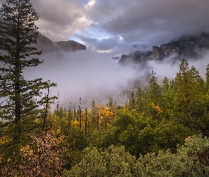 Kalifornia, Park Narodowy Yosemite, Mgła, Stany Zjednoczone, Krzewy, Góry, Drzewa