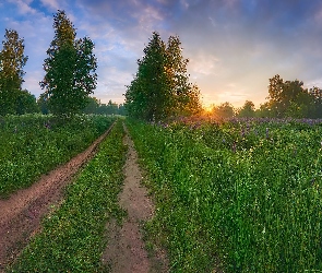 Łąka, Kwiaty, Drzewa, Rośliny, Droga, Trawa, Promienie słońca, Łubin