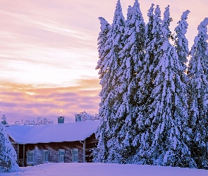 Śnieg, Drzewa, Dom, Ośnieżony, Zima